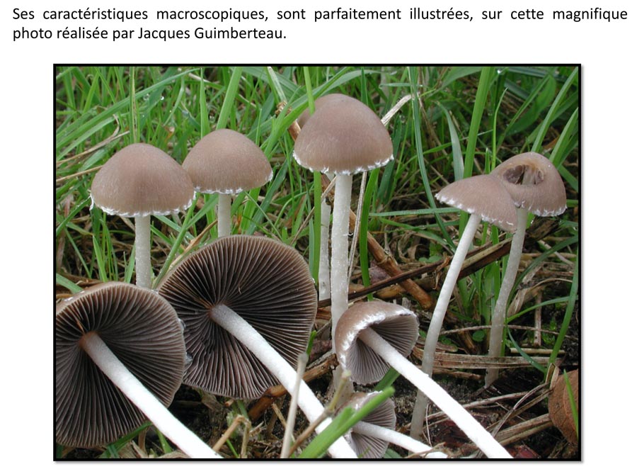 Coprinopsis marcescibilis (D. Deschuyteneer)