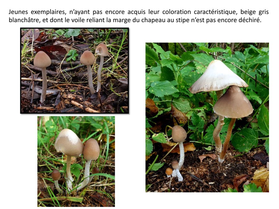 Coprinopsis marcescibilis (D. Deschuyteneer)