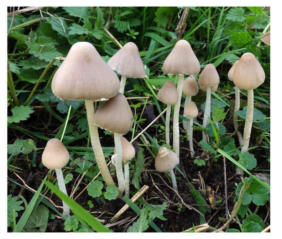 Coprinopsis marcescibilis (D. Deschuyteneer)