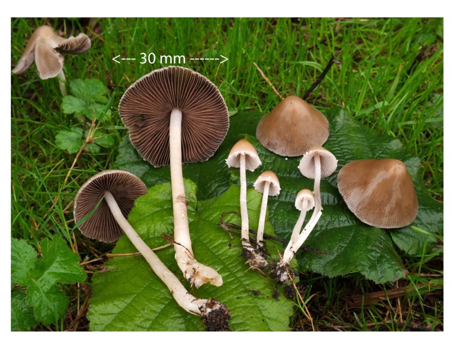 Coprinopsis marcescibilis (D. Deschuyteneer)