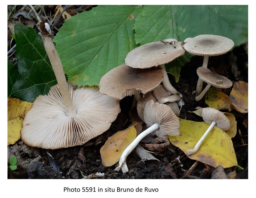 Coprinopsis melanthina