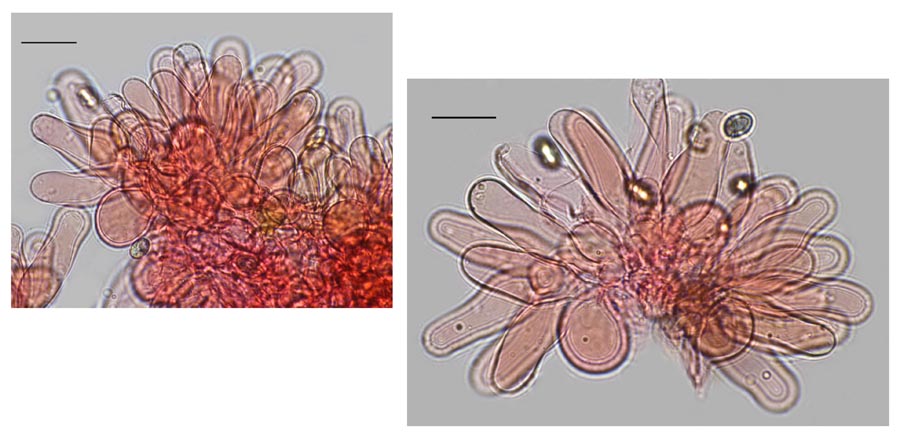 Coprinopsis melanthina