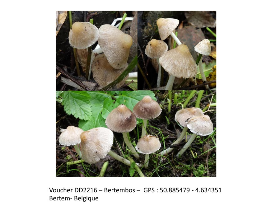 Coprinopsis pannucioides