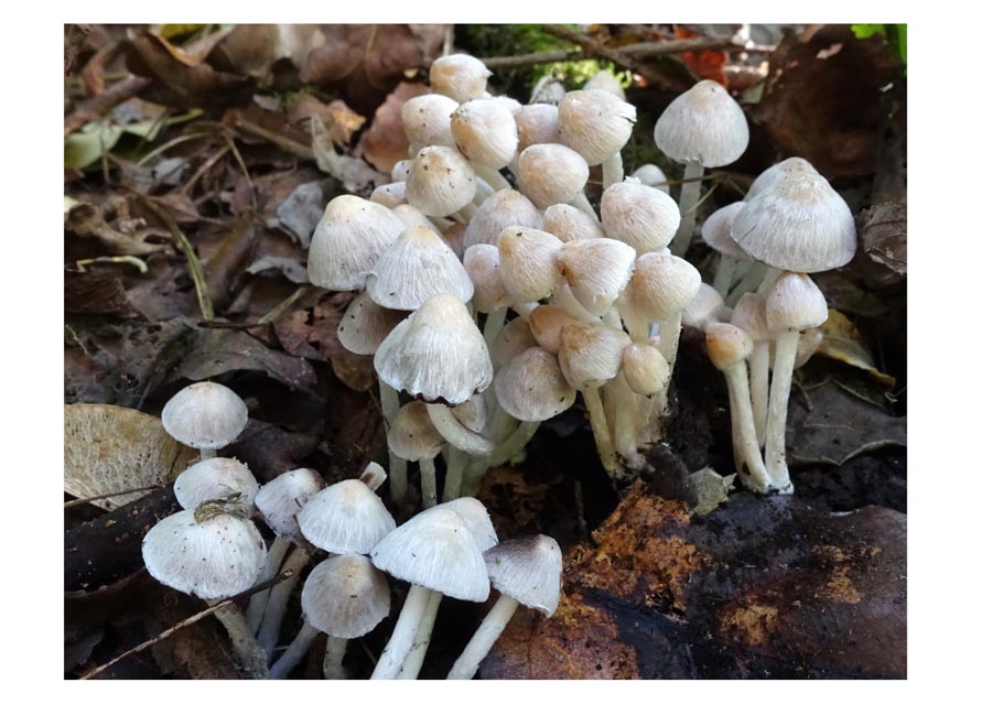 Coprinopsis pannucioides