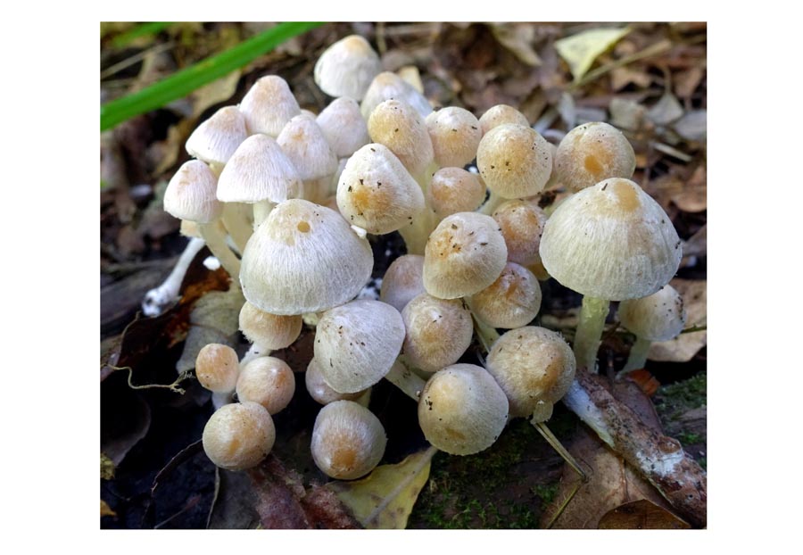 Coprinopsis pannucioides