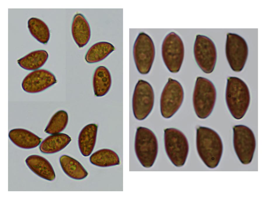 Coprinopsis pannucioides
