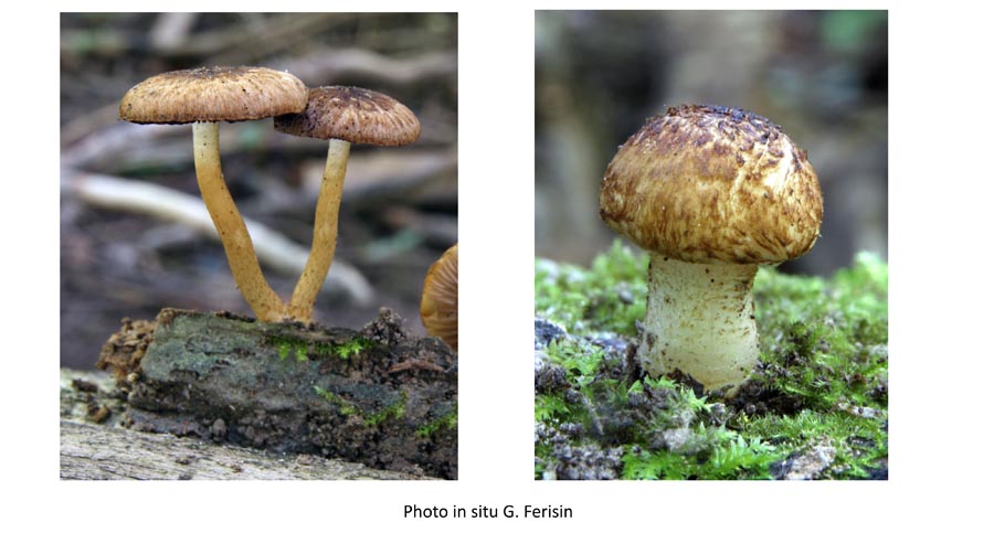 Cystoagaricus sylvestris