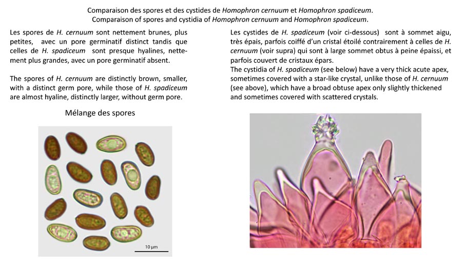 Homophron cernuum