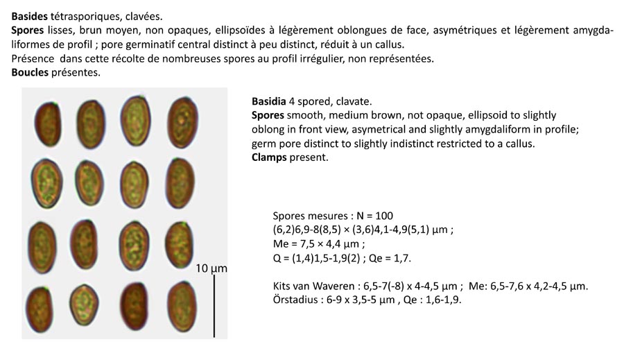 Homophron cernuum