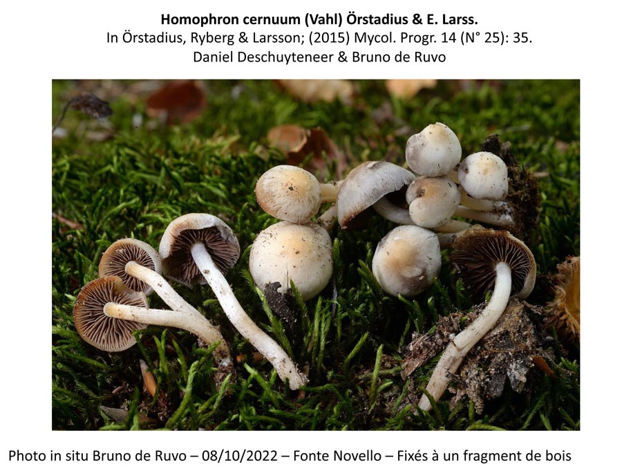 Homophron cernuum