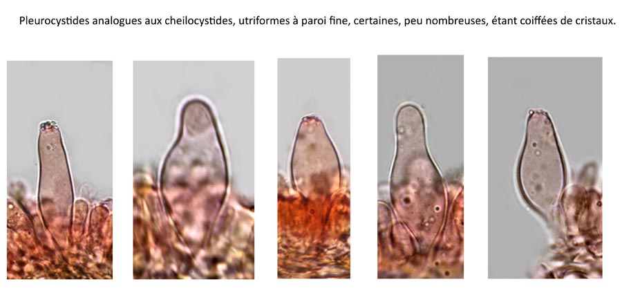 Homophron cernuum