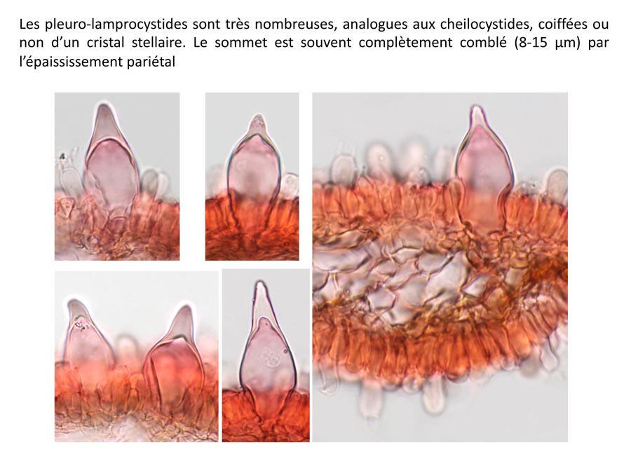 Homophron spadiceum