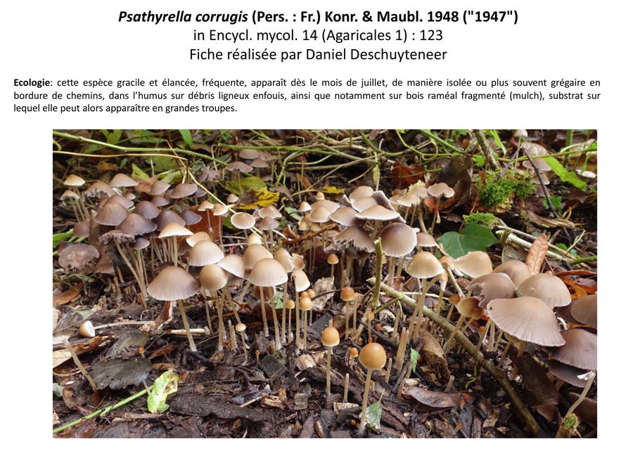 Psathyrella corrugis