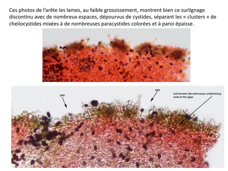 Psathyrella corrugis