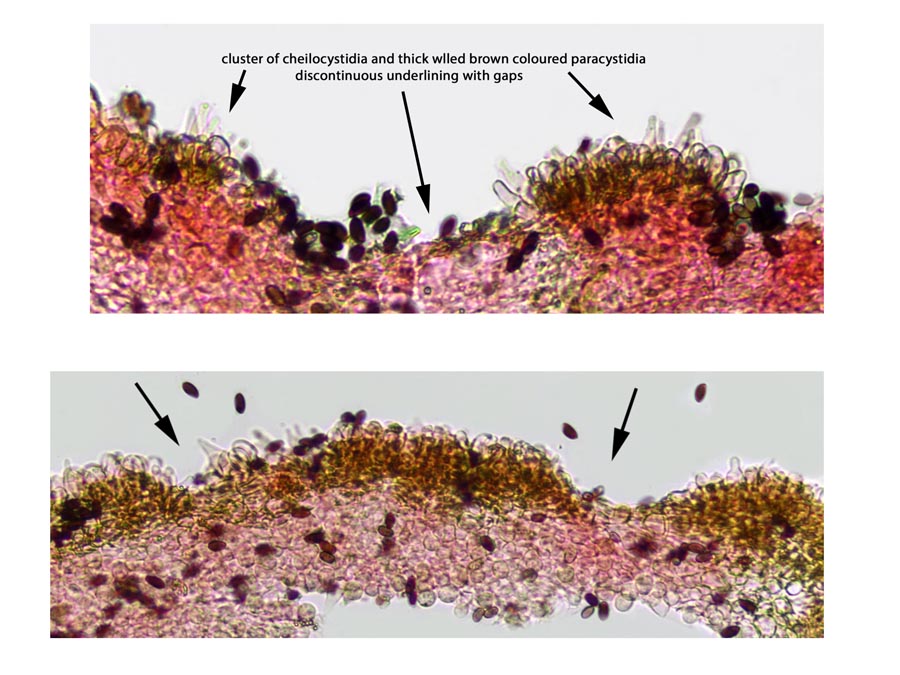 Psathyrella corrugis