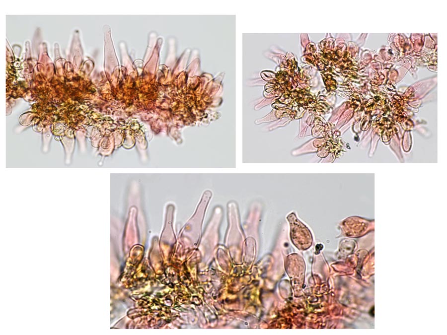 Psathyrella corrugis