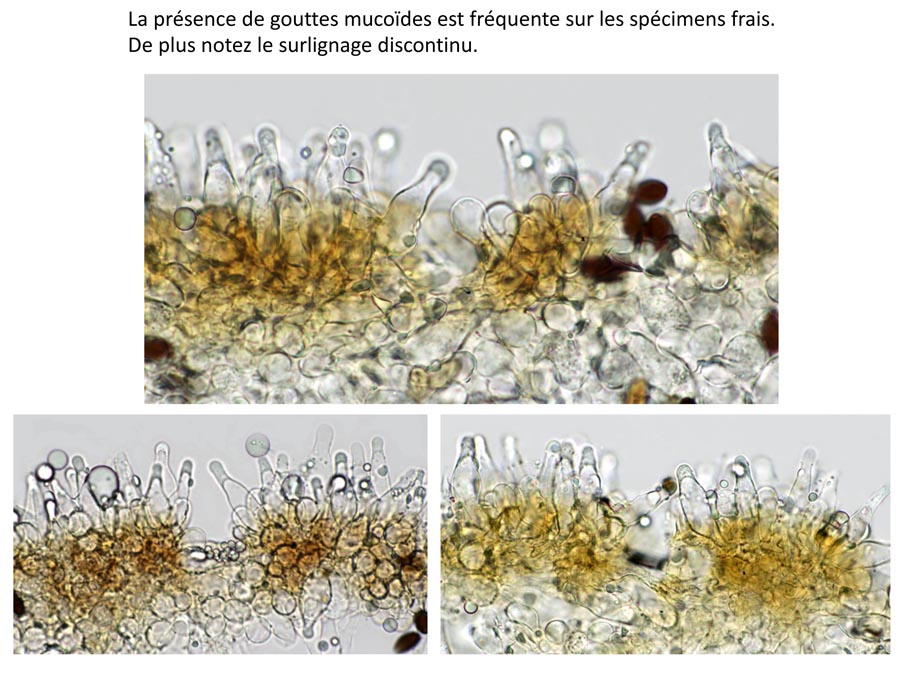 Psathyrella corrugis