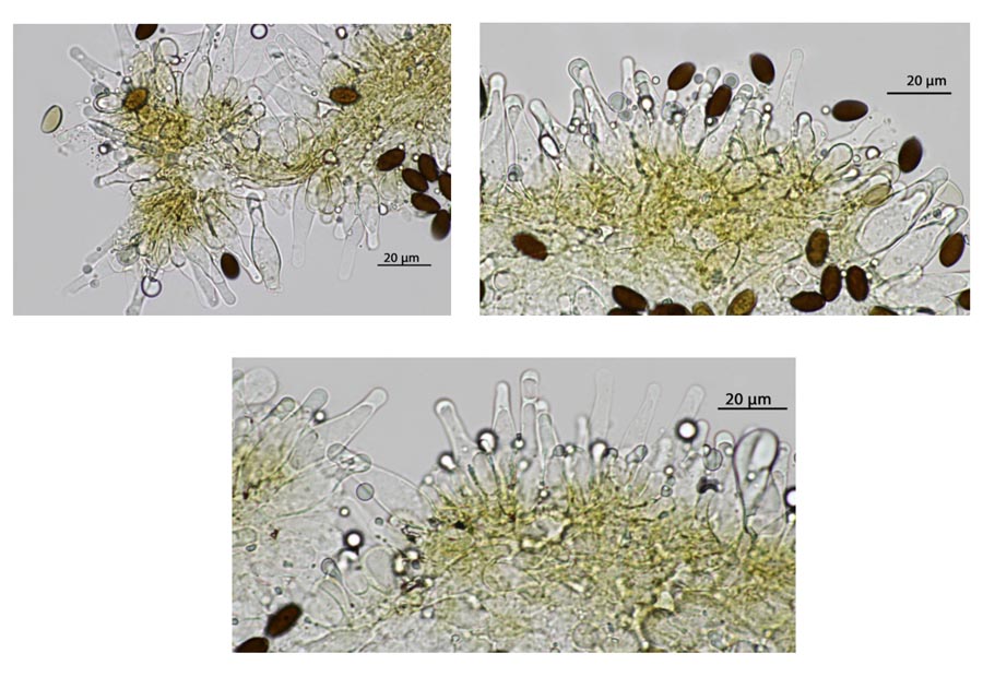 Psathyrella corrugis