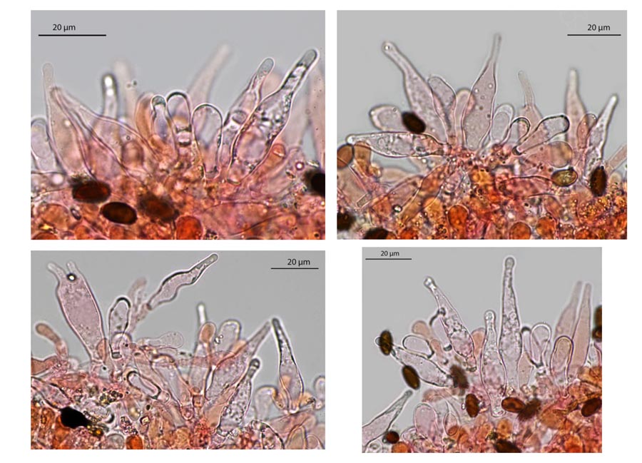 Psathyrella corrugis