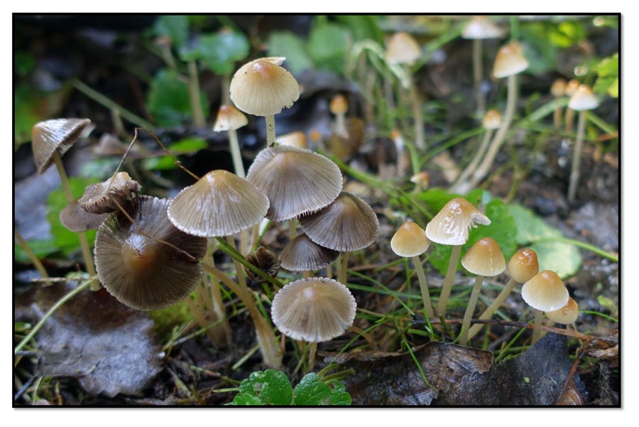 Psathyrella corrugis