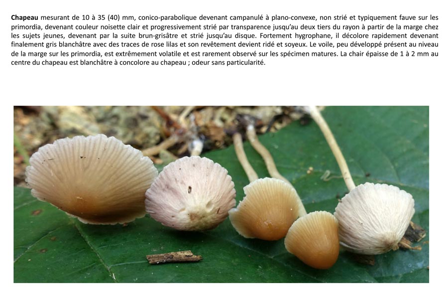 Psathyrella corrugis