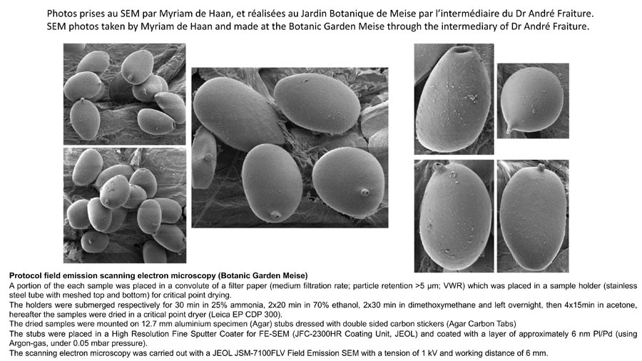 Psathyrella abieticola