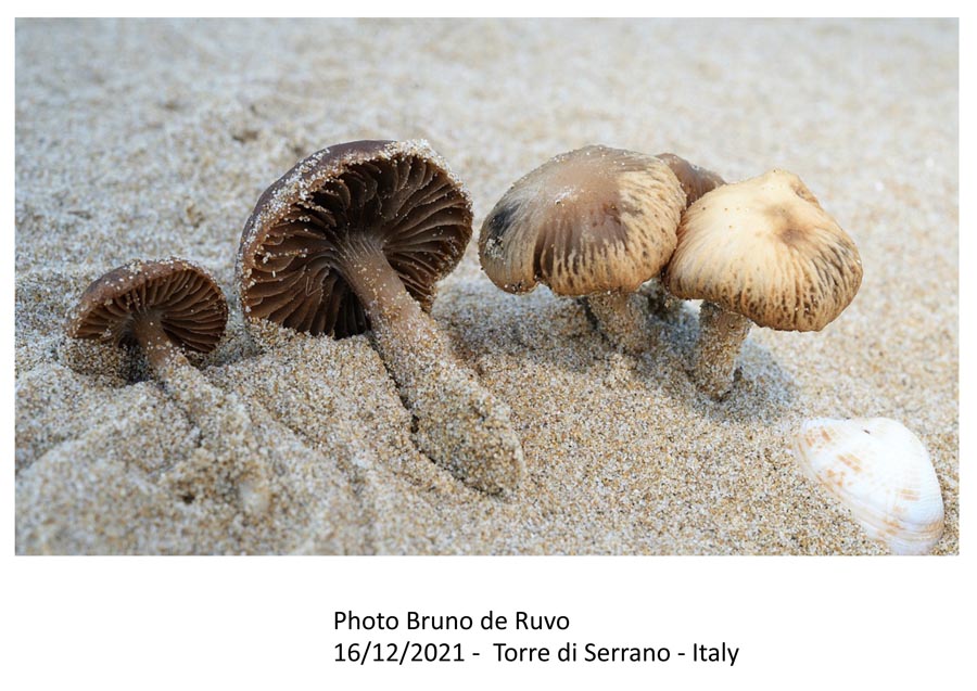 Psathyrella ammophila