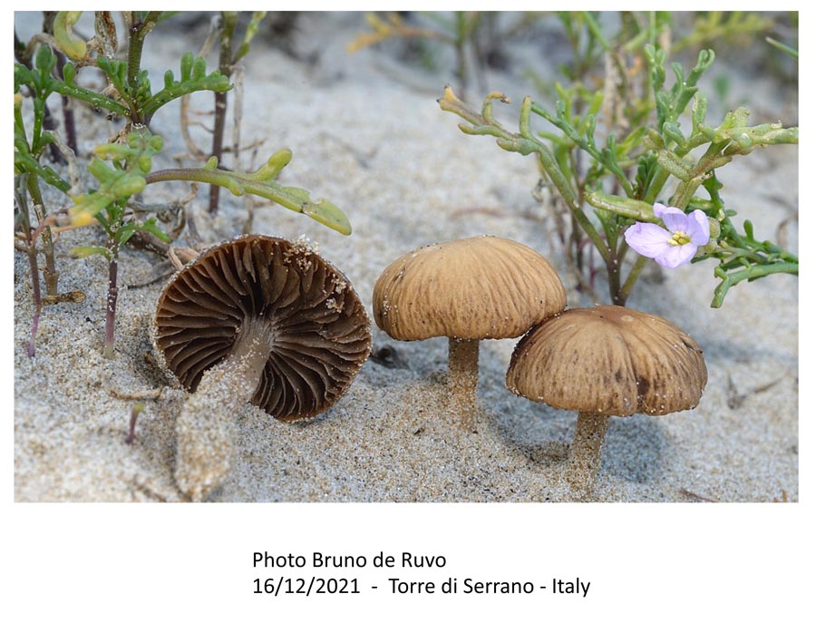 Psathyrella ammophila