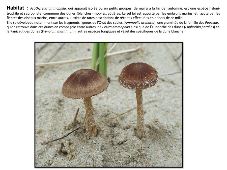 Psathyrella ammophila