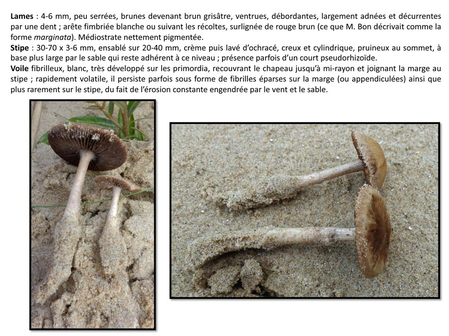 Psathyrella ammophila