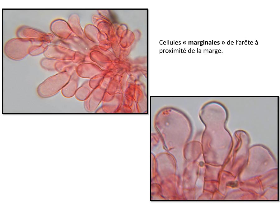 Psathyrella ammophila