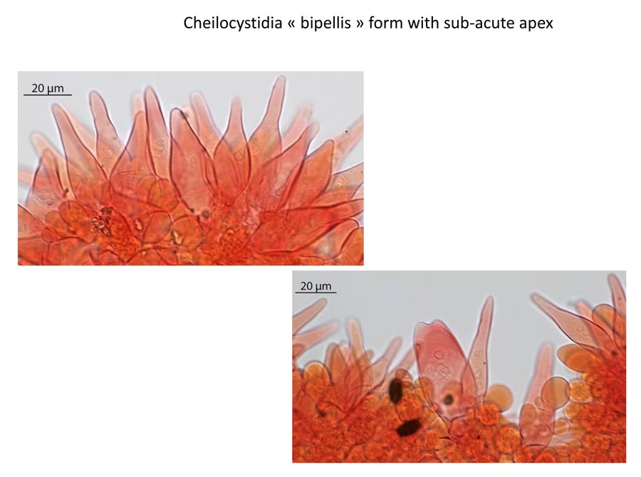 Psathyrella bipellis