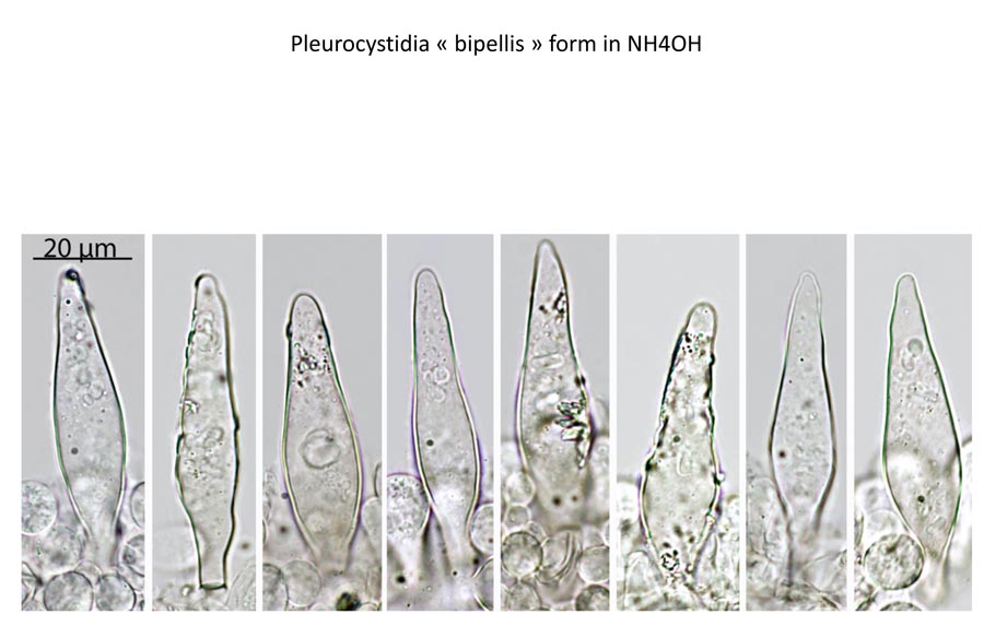 Psathyrella bipellis