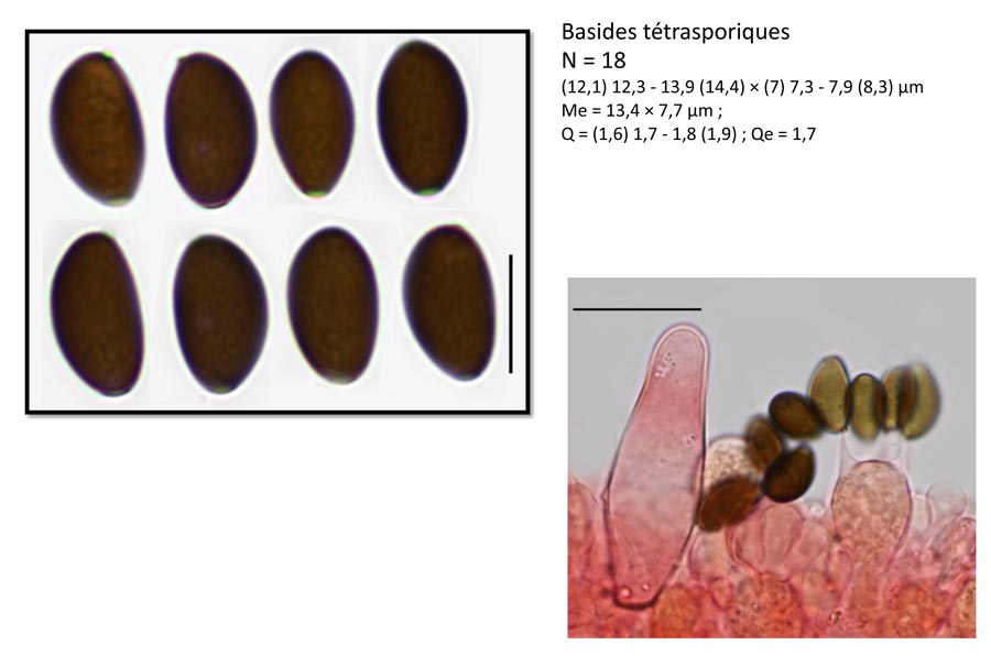 Psathyrella bipellis