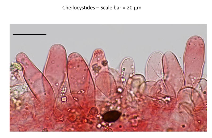 Psathyrella bipellis