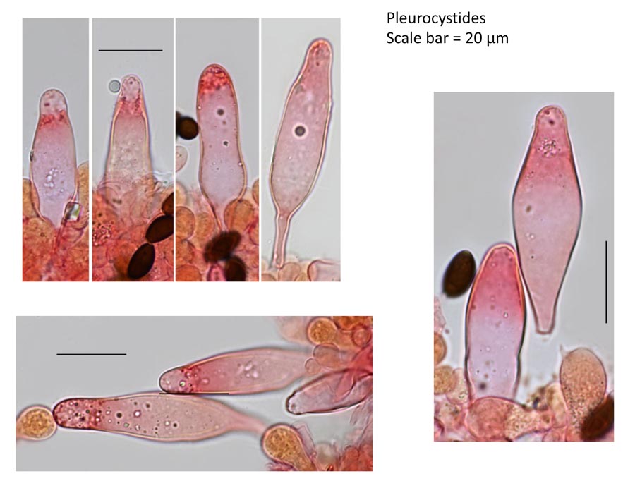 Psathyrella bipellis