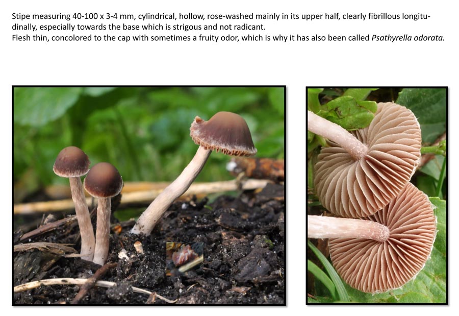 Psathyrella bipellis