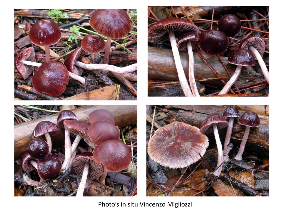 Psathyrella bipellis