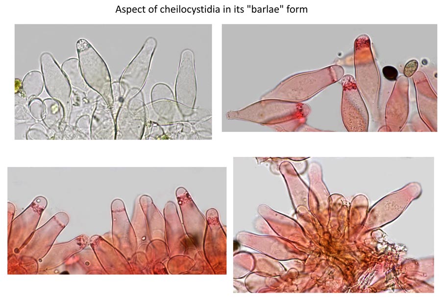 Psathyrella bipellis