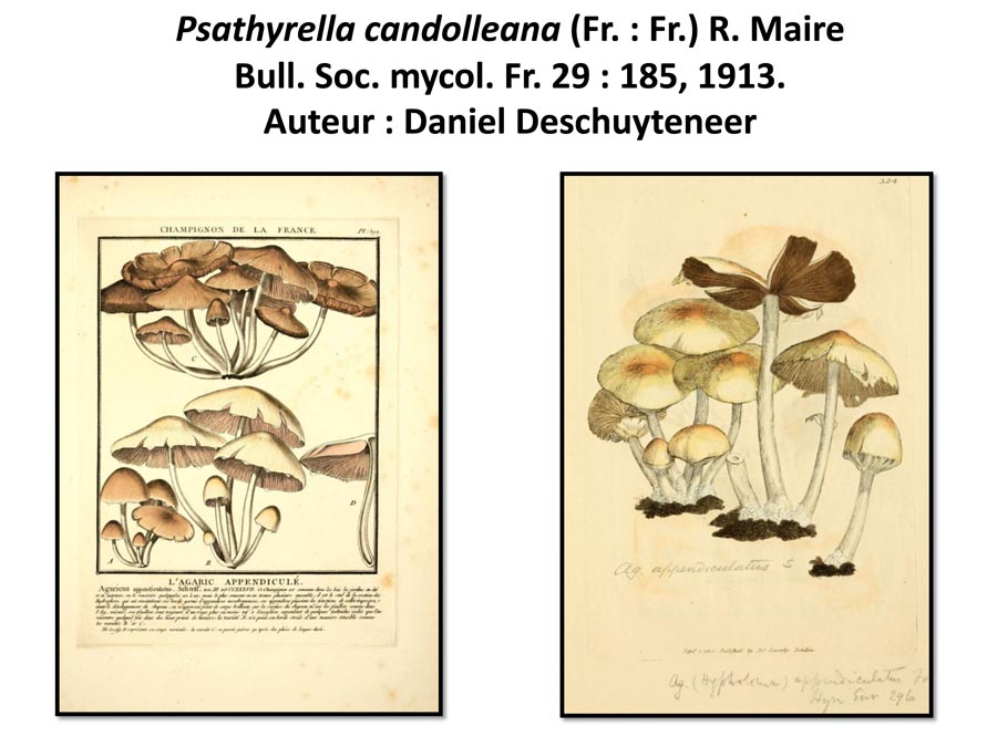 Psathyrella candolleana (D. Deschuyteneer)