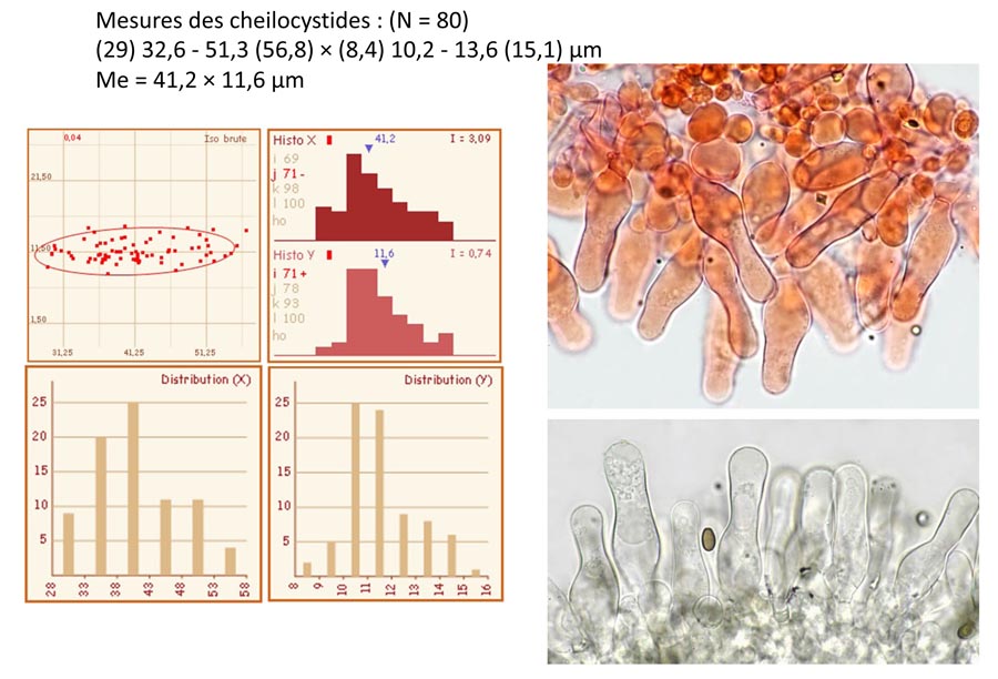 Psathyrella candolleana (D. Deschuyteneer)