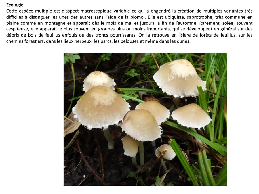 Psathyrella candolleana (D. Deschuyteneer)