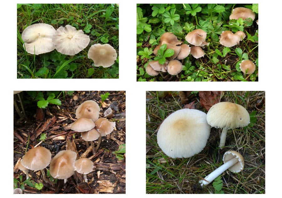 Psathyrella candolleana (D. Deschuyteneer)