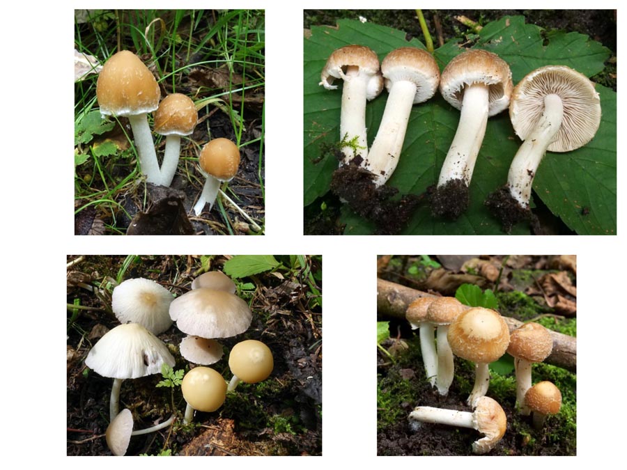 Psathyrella candolleana (D. Deschuyteneer)