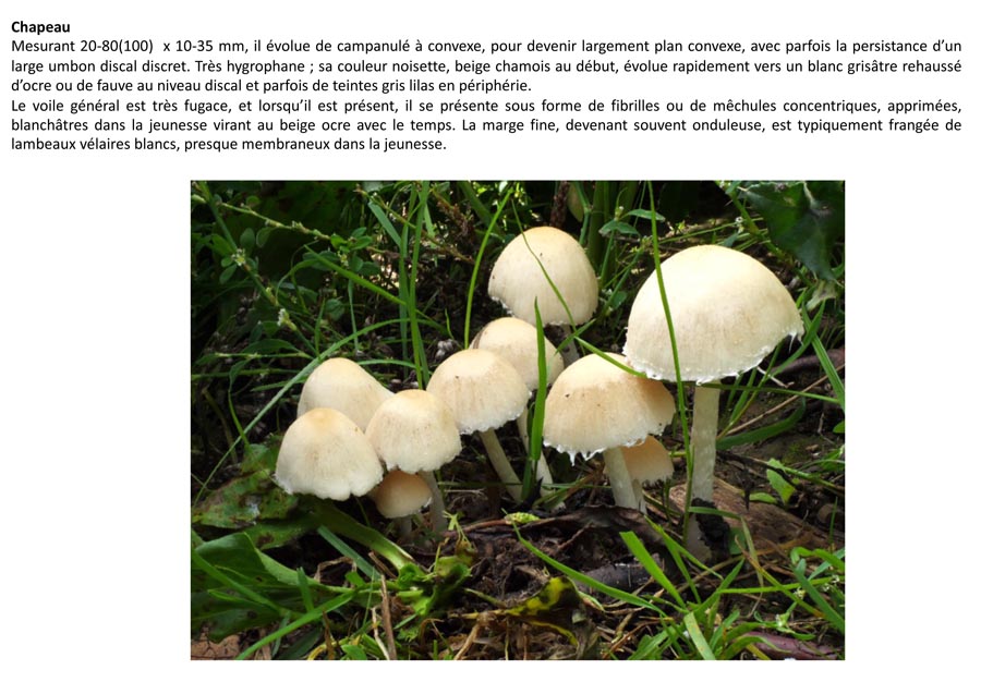 Psathyrella candolleana (D. Deschuyteneer)