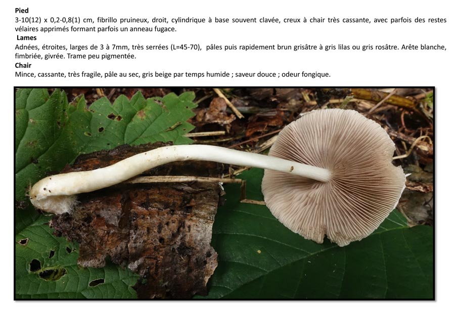 Psathyrella candolleana (D. Deschuyteneer)