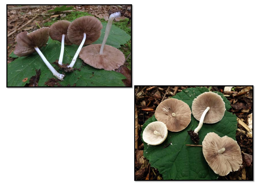 Psathyrella candolleana (D. Deschuyteneer)