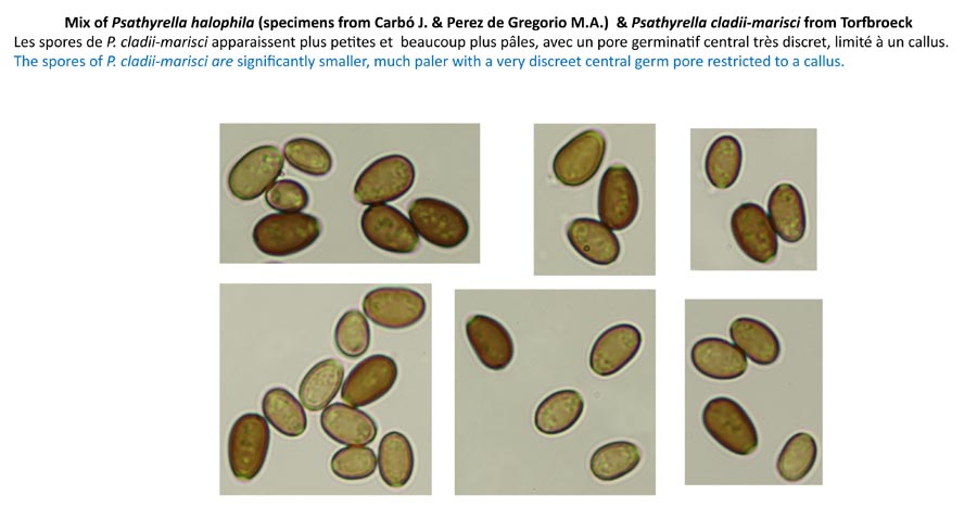 Psathyrella cladii-marisci