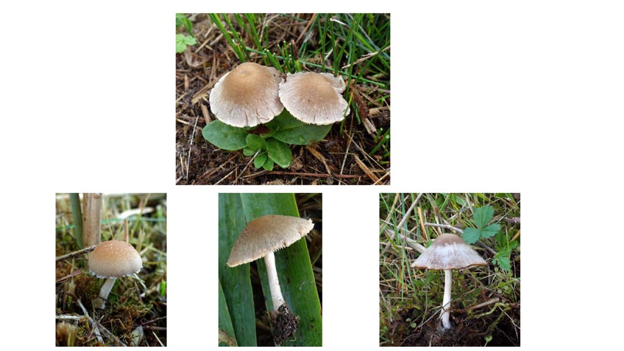 Psathyrella cladii-marisci