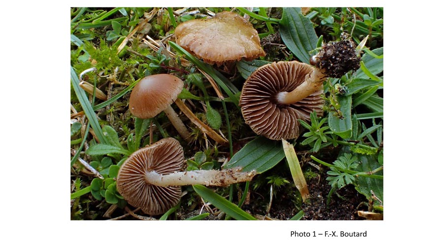 Psathyrella clivensis